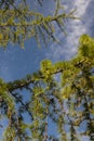 Green pine tree bunches Royalty Free Stock Photo