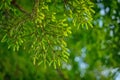 Green pine tree in close in summer in young forest