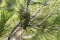 Green Pine Tree Cone Royalty Free Stock Photo