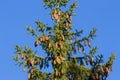 Green pine tree with cones against bright blue sky. Christmas tree on clear blue background. Evergreen conifer tree background. Royalty Free Stock Photo