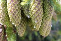 Green pine tree cones with drops Royalty Free Stock Photo