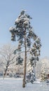 Green pine tree covered with snow, public park, close up. Winter time, frozen