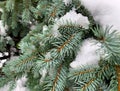 Green pine tree covered with snow. Snowy Christmas tree spruce. Close up green fir branch. Royalty Free Stock Photo