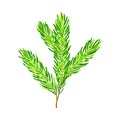 Green Pine Tree Evergreen Branch With Needle Leaves Vector Illustration