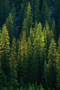 Green Pine tree Forest Royalty Free Stock Photo