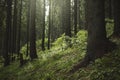 Green pine tree forest environment in summer Royalty Free Stock Photo