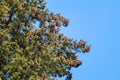 Green pine tree fur with cones on sunny blue sky Royalty Free Stock Photo