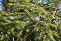 Green pine tree fur on sunny background Royalty Free Stock Photo