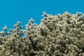 Green pine tree fur on sunny background Royalty Free Stock Photo