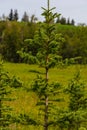 Green pine tree with grassy field background Royalty Free Stock Photo