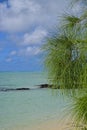 Green Pine tree leaves with clean clear turquoise blue water and beautiful sky at Ile aux Cerfs beach, Mauritius.