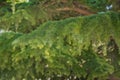 Green pine tree leaves close up.botany a lot of green branches of pine trees blue sky background . green prickly branches of a fur Royalty Free Stock Photo