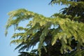 Green pine tree leaves close up.botany a lot of green branches of pine trees blue sky background . green prickly branches of a fur Royalty Free Stock Photo