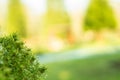 Green pine tree leaves with dew