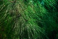 Green pine tree leaves viewed cluseup Royalty Free Stock Photo