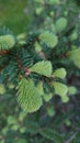 Green pine tree spring buds and needles Royalty Free Stock Photo