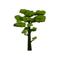 Green pine-tree, stylized conifer tree for your design