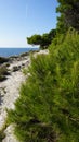 Green Pine trees on Adriatic Coastline near Pula, Croatia Royalty Free Stock Photo