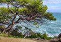 Green pine trees growing at the edge of the cliff. The wind-curved trunk with Sea and clouds in the background Royalty Free Stock Photo