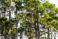 Pine trees on mountainside with autumn in northern of Thailand Royalty Free Stock Photo