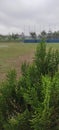 green pine trees in the rainy season on the edge of the football field Royalty Free Stock Photo