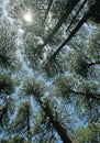 The green pine trees top in forest blue sky and sun beams shining through leaves Royalty Free Stock Photo