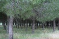 Green pine trees