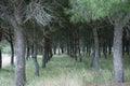 Green pine trees Royalty Free Stock Photo