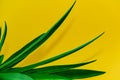 Green Pineapple Leaves on Yellow