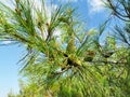 Green Pinecones on pine tree Royalty Free Stock Photo