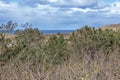 Green pines among the bare wild plants and the sea in the background in the Dutch dunes nature reserve Royalty Free Stock Photo