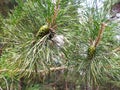 Green pines on the branches of pine tree Royalty Free Stock Photo