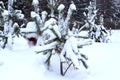 Green pines covered with beautiful snow and hoarfrost. Royalty Free Stock Photo