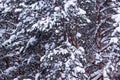 Green pines and firs covered with beautiful snow and hoarfrost. Royalty Free Stock Photo