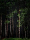 Green pines forest Royalty Free Stock Photo