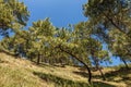 Green pines on the mountainside, Dakshinkali Nepal Royalty Free Stock Photo