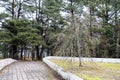 Green pines and the path between them the forest park