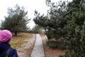 Green pines and the path between them the forest park