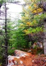 Green pines on rocks woodland in fall coloured foliage