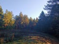 green pines, spruce, forest, white clouds on the blue sky, for postcards, business cards Royalty Free Stock Photo