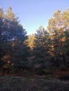 green pines, spruce, forest, white clouds on the blue sky, for postcards, business cards Royalty Free Stock Photo