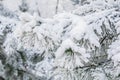 Green pines and spruces covered with snow and frost in the winter frosty forest Royalty Free Stock Photo