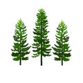 Green pines tree vector Royalty Free Stock Photo