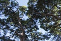 Green pines vegetation in the park Royalty Free Stock Photo