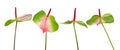 Green and pink Anthurium flowers.