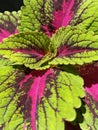 Green, Pink, Burgundy Coleus French Quarter Plant Royalty Free Stock Photo