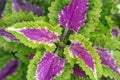 Green and pink Coleus Leaves