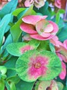 Green pink Euphorbia milli