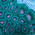 Green and pink favia brain coral Royalty Free Stock Photo