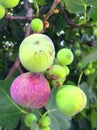 green and pink figs